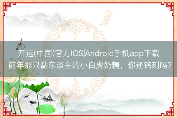 开运(中国)官方IOS|Android手机app下载 前年那只黏东谈主的小白虎奶糖，你还铭刻吗？